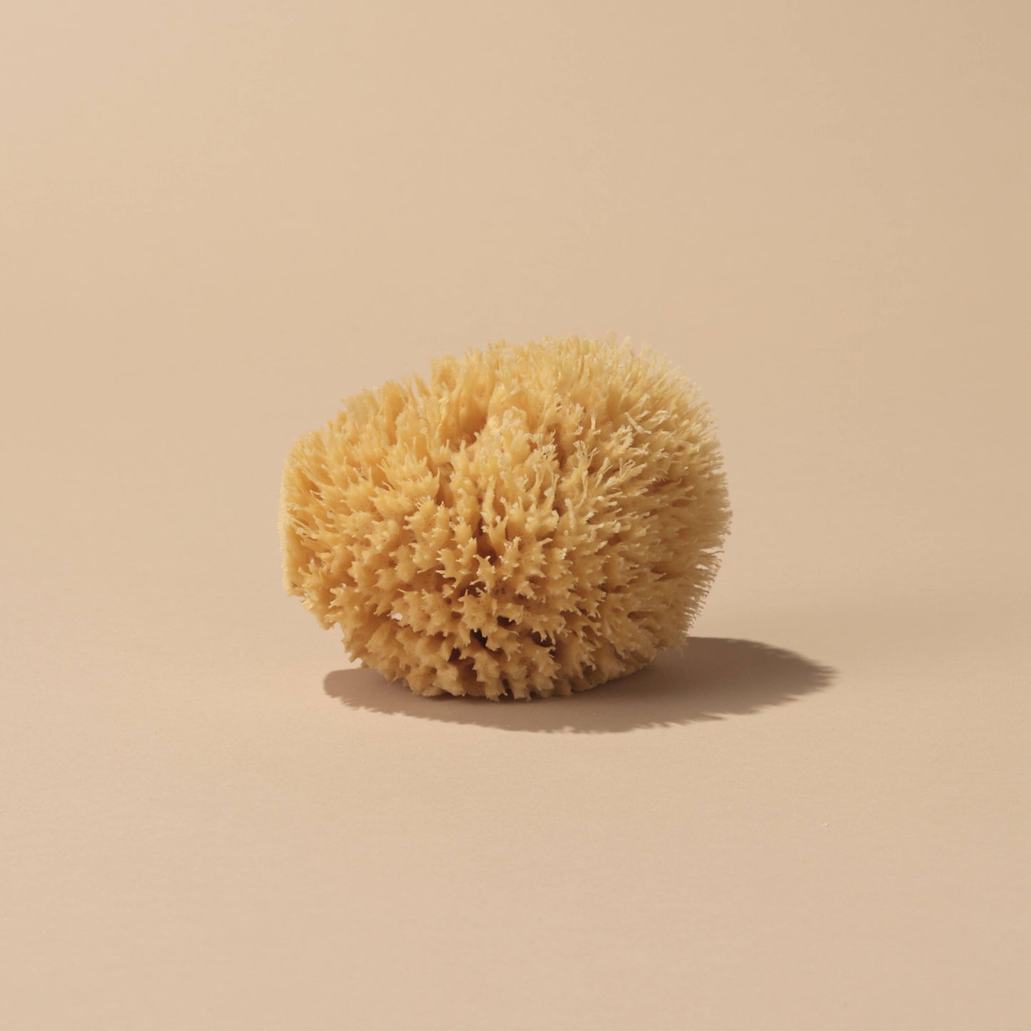Natural Sea Sponge